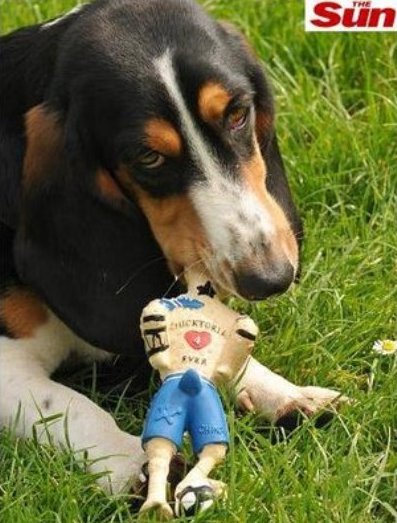 O casal Beckham vira brinquedinho para cachorro